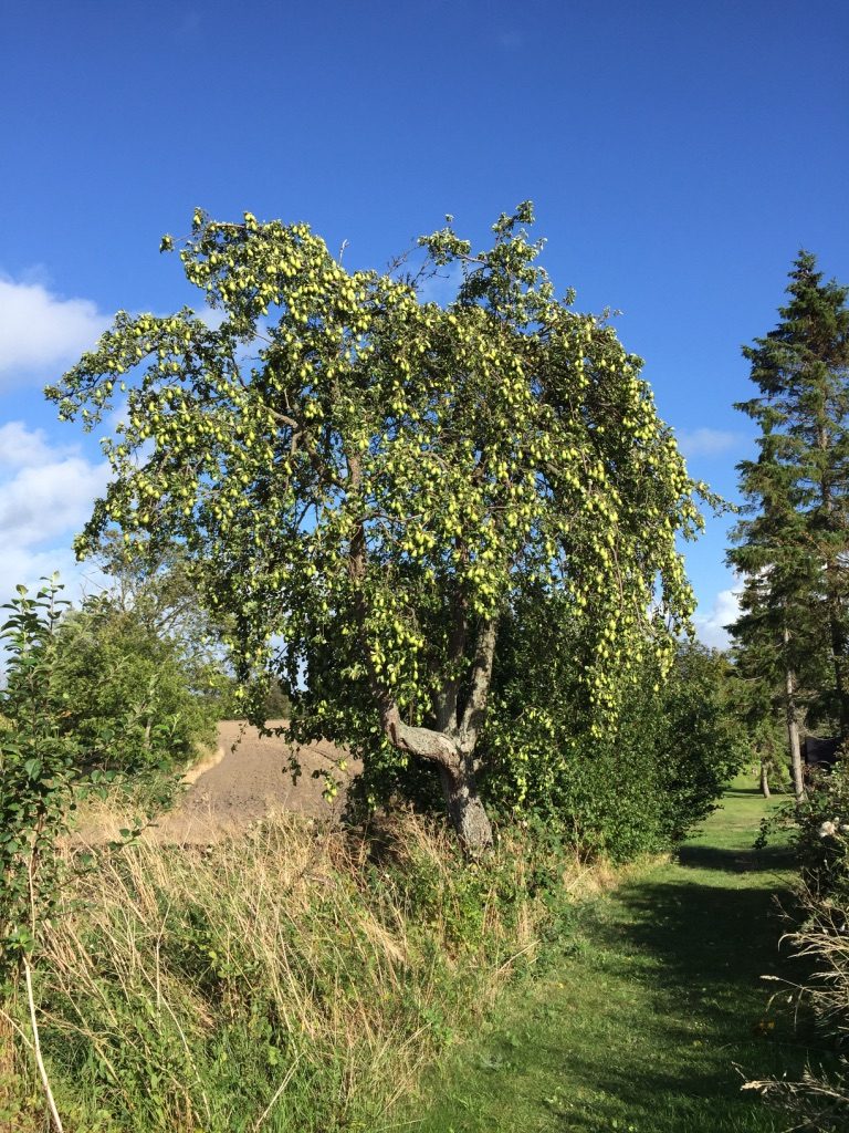 Langpæretræ ved Æblestien Femø
